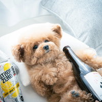 泥酔トイプードルの写真