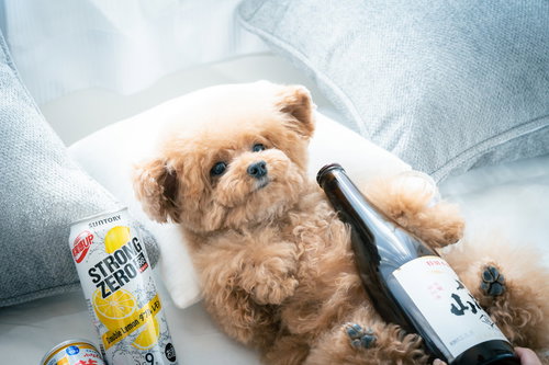 泥酔トイプードル