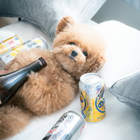 酒瓶を抱える茶色のトイプードル、泥酔した可愛らしい表情の写真