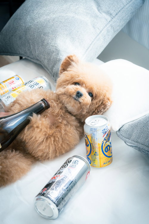 酒瓶を抱える茶色のトイプードル、泥酔した可愛らしい表情