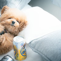 お酒を飲み過ぎて寝落ちまじかのトイプードルの写真