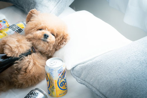 お酒を飲み過ぎて寝落ちまじかのトイプードル