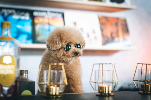 ハードボイルドなバーカウンターのトイプードル