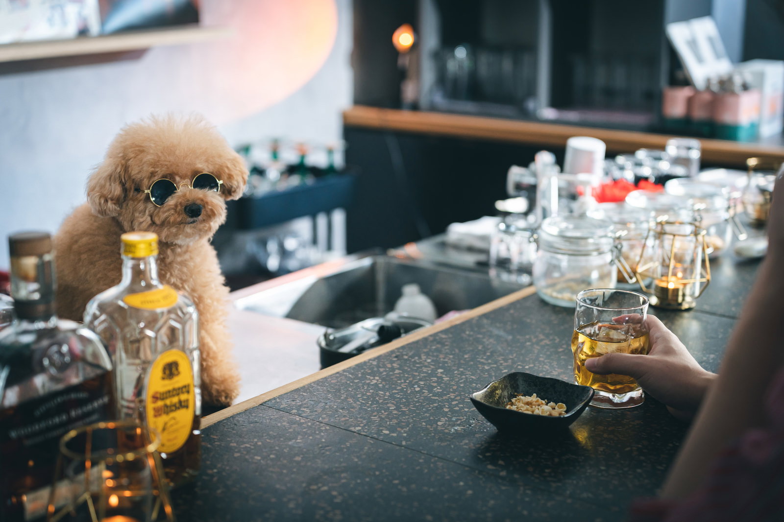 BARのカウンター越しに見つめる茶色いトイプードル［モデル：こてつ］