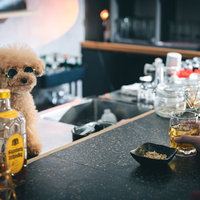カウンター越しに見つめるトイプードルバーテンダーの写真