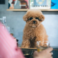 人生相談に乗るBARのマスター・トイプードルの写真