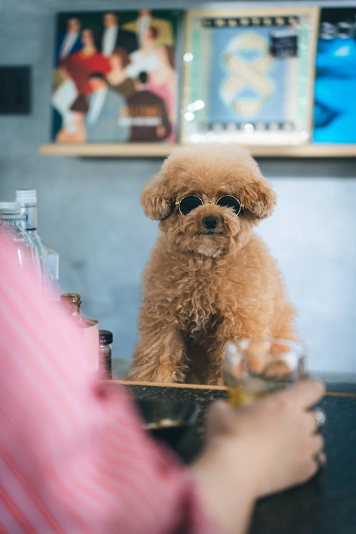 人生相談に乗るBARのマスター・トイプードル
