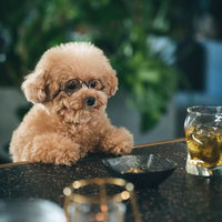 バーカウンターの常連風、哀愁が漂うトイプードルの写真