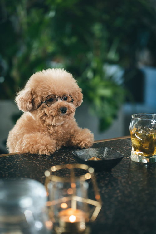 バーカウンターの常連風、哀愁が漂うトイプードル