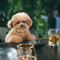 バーカウンターで常連気分のトイプードル、ウイスキーを前にした犬の日常の写真