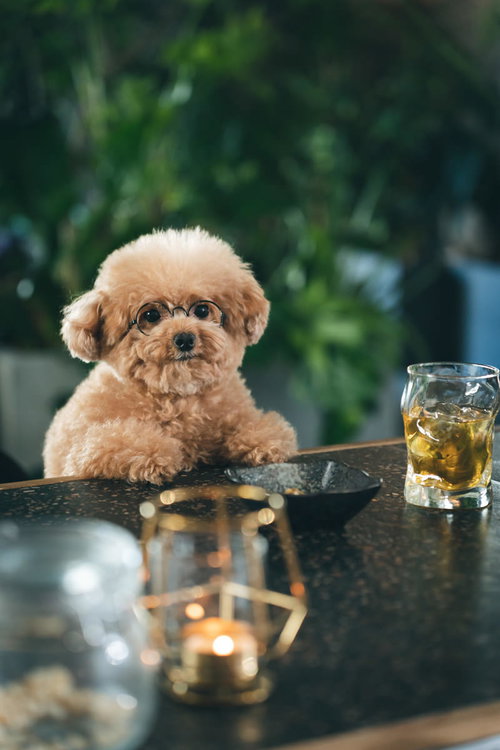 バーカウンターで常連気分のトイプードル、ウイスキーを前にした犬の日常