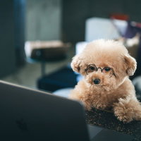 イヌでもわかると言われて、パソコンの前でたたずむトイプードルの写真