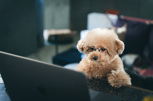 イヌでもわかると言われて、パソコンの前でたたずむトイプードル