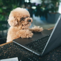 ノートパソコンのキーボードでタイピング中のトイプードルの写真