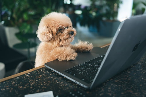 ノートパソコンのキーボードでタイピング中のトイプードル