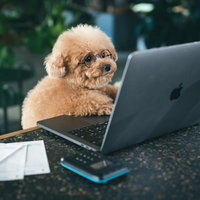 残務を押し付けられたトイプードルとMacBookの写真