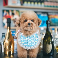BARのカウンターでお祝いしてもらうトイプードルの写真