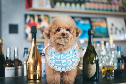 BARのカウンターでお祝いしてもらうトイプードル