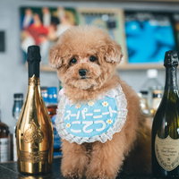 バーカウンターに座る水色のスタイを着けたトイプードルとドンペリのボトルの写真