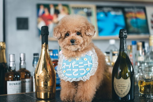バーカウンターに座る水色のスタイを着けたトイプードルとドンペリのボトル