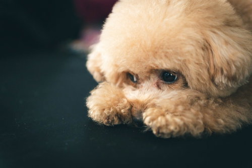 悲しくて身を縮こめるクリーム色のトイプードル