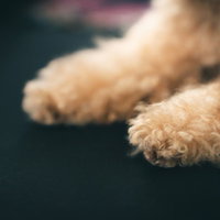 もこもこふわふわのトイプードルの可愛らしい前足のクローズアップの写真