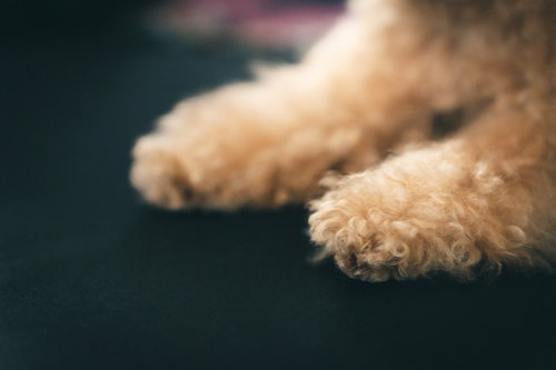 もこもこふわふわのトイプードルの可愛らしい前足のクローズアップ