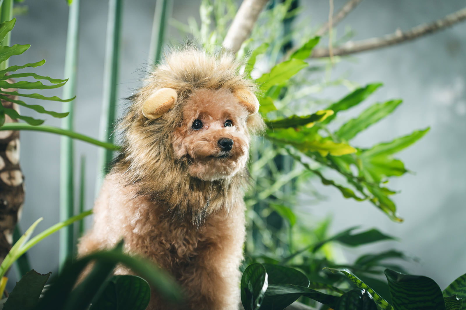 ライオンのたてがみを着けて緑の植物の前に座るトイプードル［モデル：こてつ］