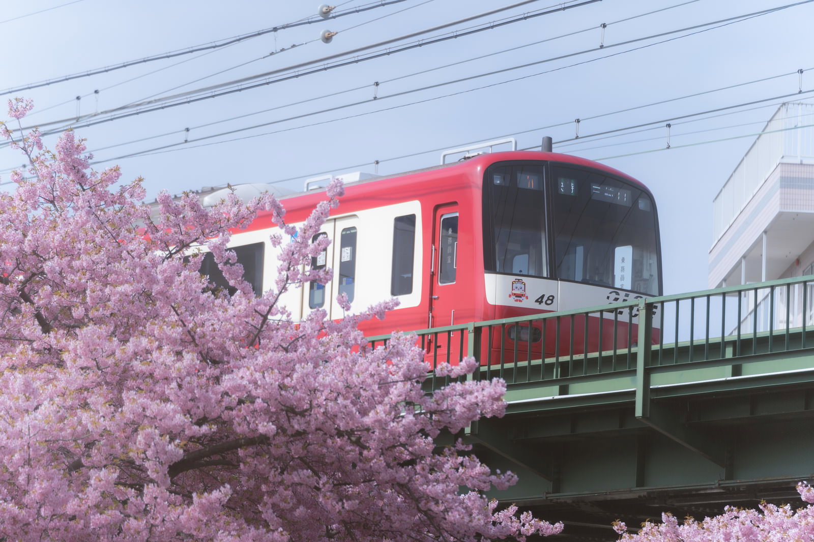 満開の河津桜の間を赤い京急電車が橋を渡る春の風景