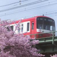 河津桜と京急線が共演する春の橋 - ピンク色に満開した桜と赤い電車の写真