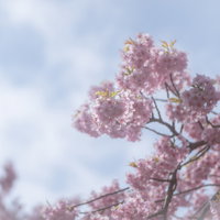 曇り空に満開の桜のの写真