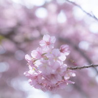 満開の桜とピンクのボケ味 春の季節 枝に密集する花びらの写真