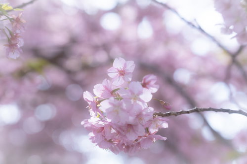 満開の桜とピンクのボケ味 春の季節 枝に密集する花びら