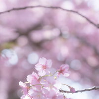満開に咲く桜と背景のボケ、春の季節感を彩る花の写真