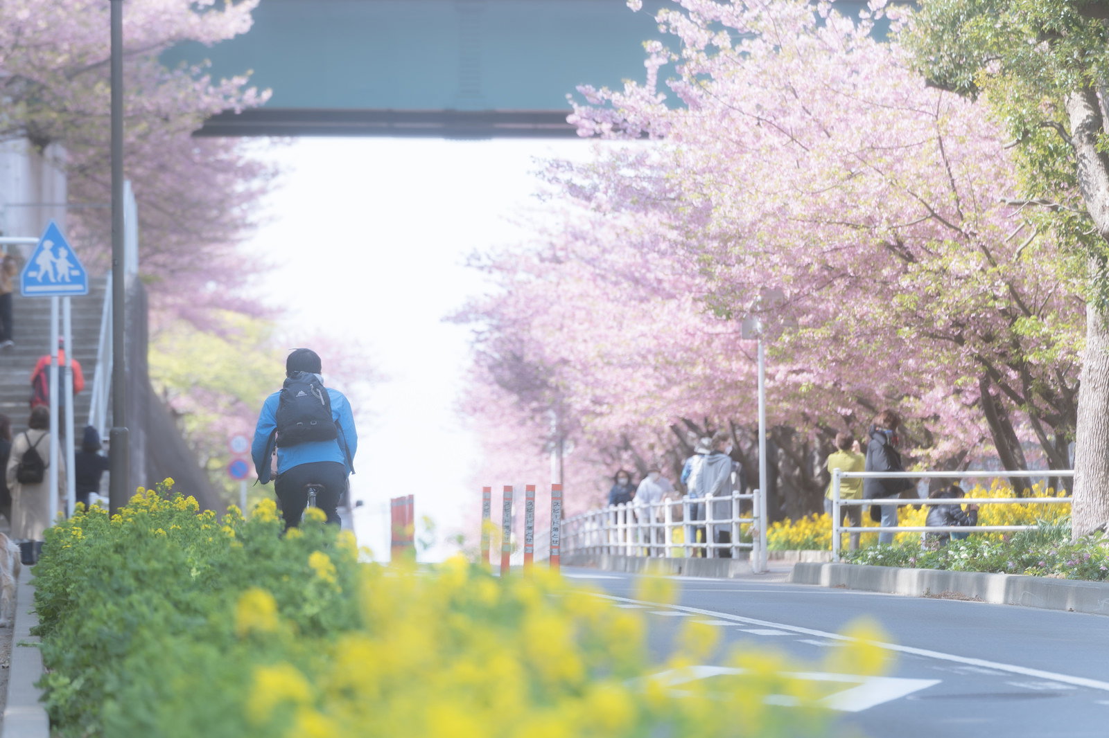 線路沿いに咲く河津桜と菜の花の春の風景
