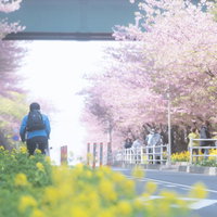 三浦海岸の菜の花と河津桜並木 線路沿いの春景色の写真