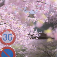 住宅街の満開の桜と交通標識の春の風景の写真