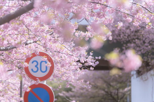 住宅街の満開の桜と交通標識の春の風景