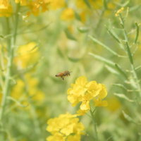 春の菜の花畑で蜜を集めるミツバチが受粉を助けるの写真