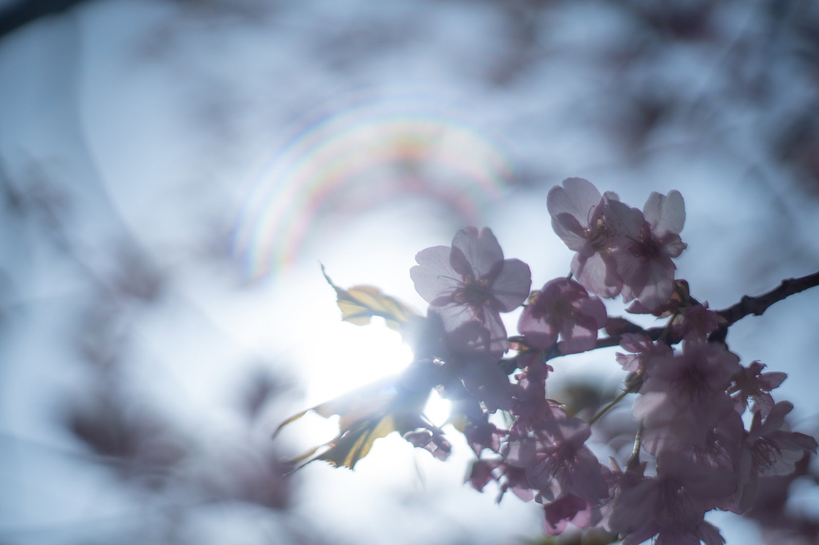 太陽の光に透けて輝く桜の花びらと枝のシルエット