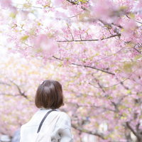 満開の桜の下で空を見上げる女性の春の風景の写真