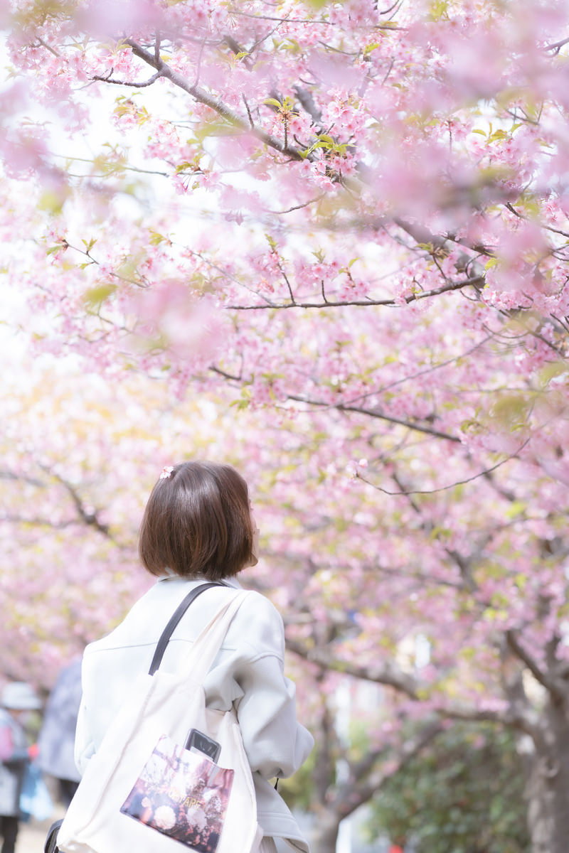 満開の桜の木の下で花を見上げる白い服を着た女性
