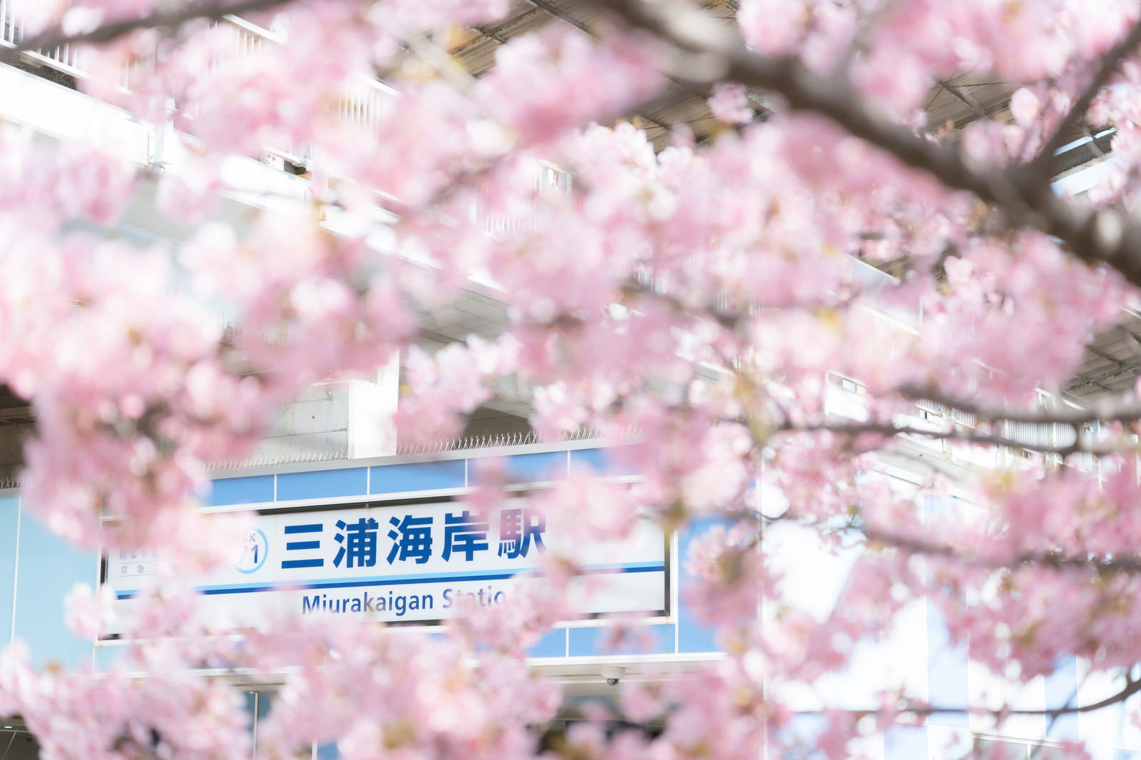 三浦海岸駅の看板と満開の桜が咲く春の駅前風景