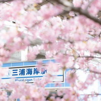 三浦海岸駅前に咲く満開の桜と駅舎の春風景の写真