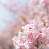 淡いピンク色に満開に咲き誇る桜の花と枝の写真