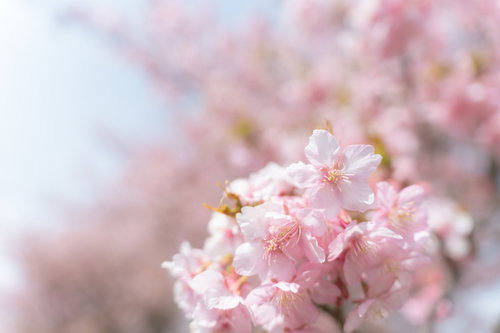 淡いピンク色に満開に咲き誇る桜の花と枝