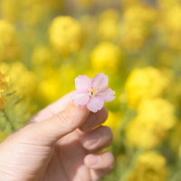 手で摘まみ上げた薄いピンク色の桜の花と菜の花畑の写真