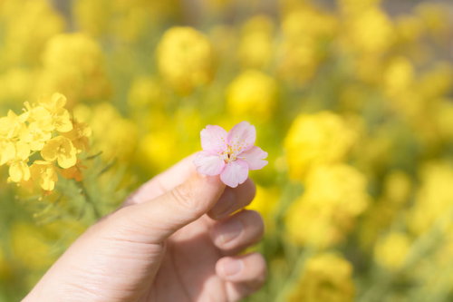 手で摘まみ上げた薄いピンク色の桜の花と菜の花畑