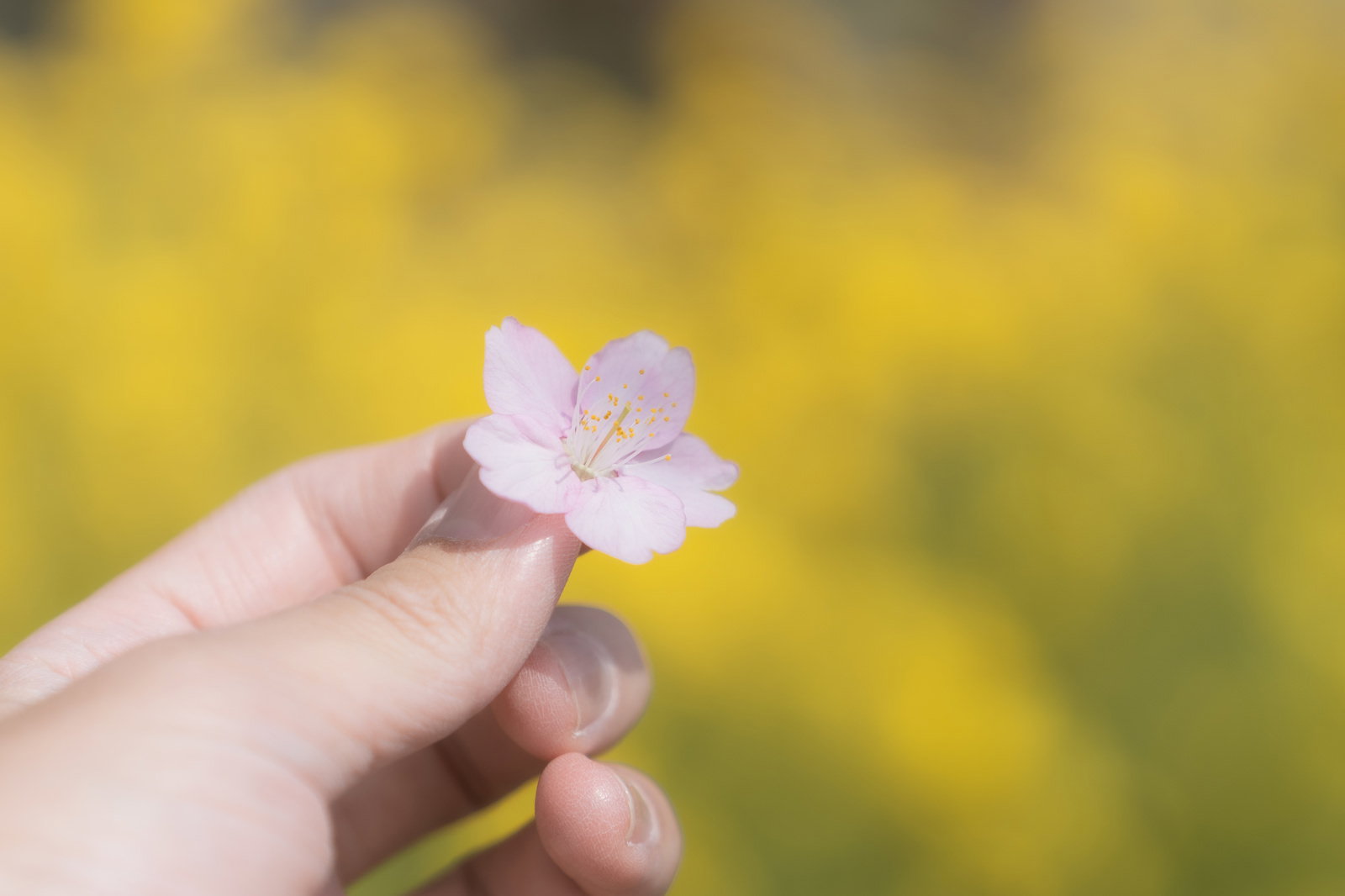 黄色い菜の花畑を背景に、手に摘んだ薄いピンクの桜の花を持っている様子