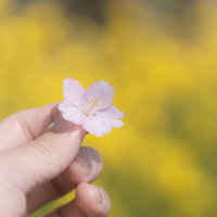 手に摘んだ桜と菜の花畑の春の風景の写真